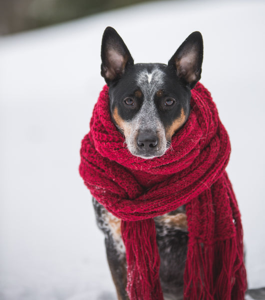 Winter Activities and Care for You and Your Canine Companion in Adelaide