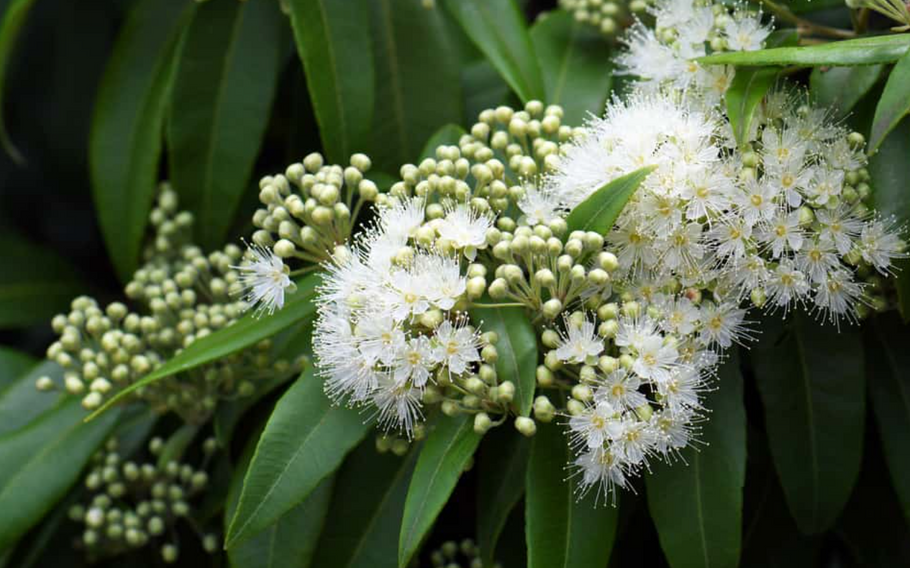 Lovely Lemon Myrtle: Australia's Fragrant Treasure