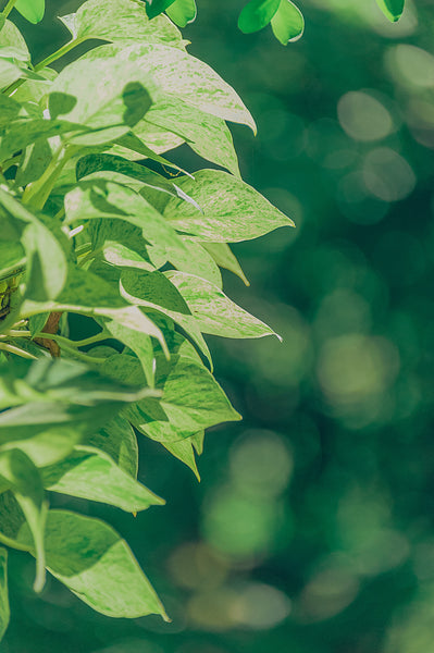 Understanding the Differences: Green Tea Extract vs. Green Tea Essential Oil