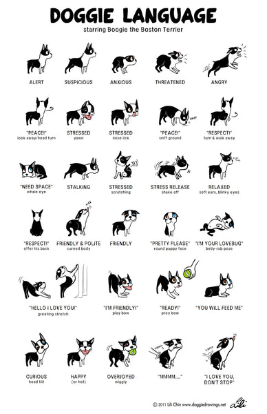 Safe Communication with Your Dog